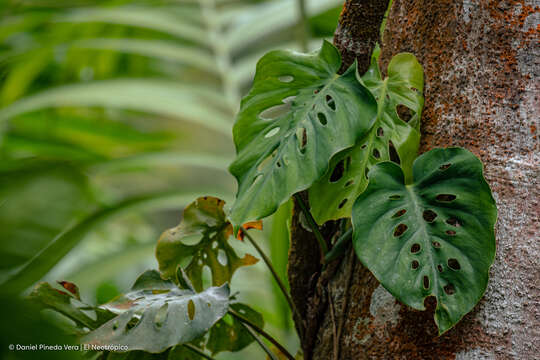 Image of Monstera siltepecana Matuda