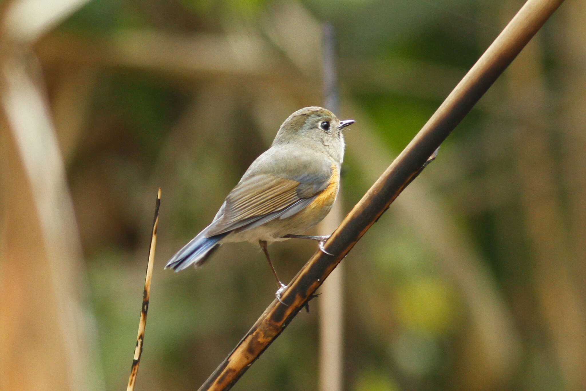 Image de Robin de l’Himalaya