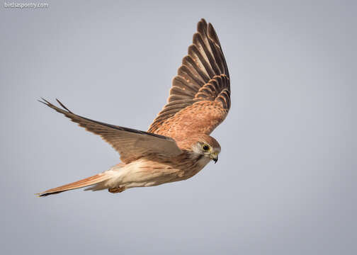 Image of Australian Kestrel