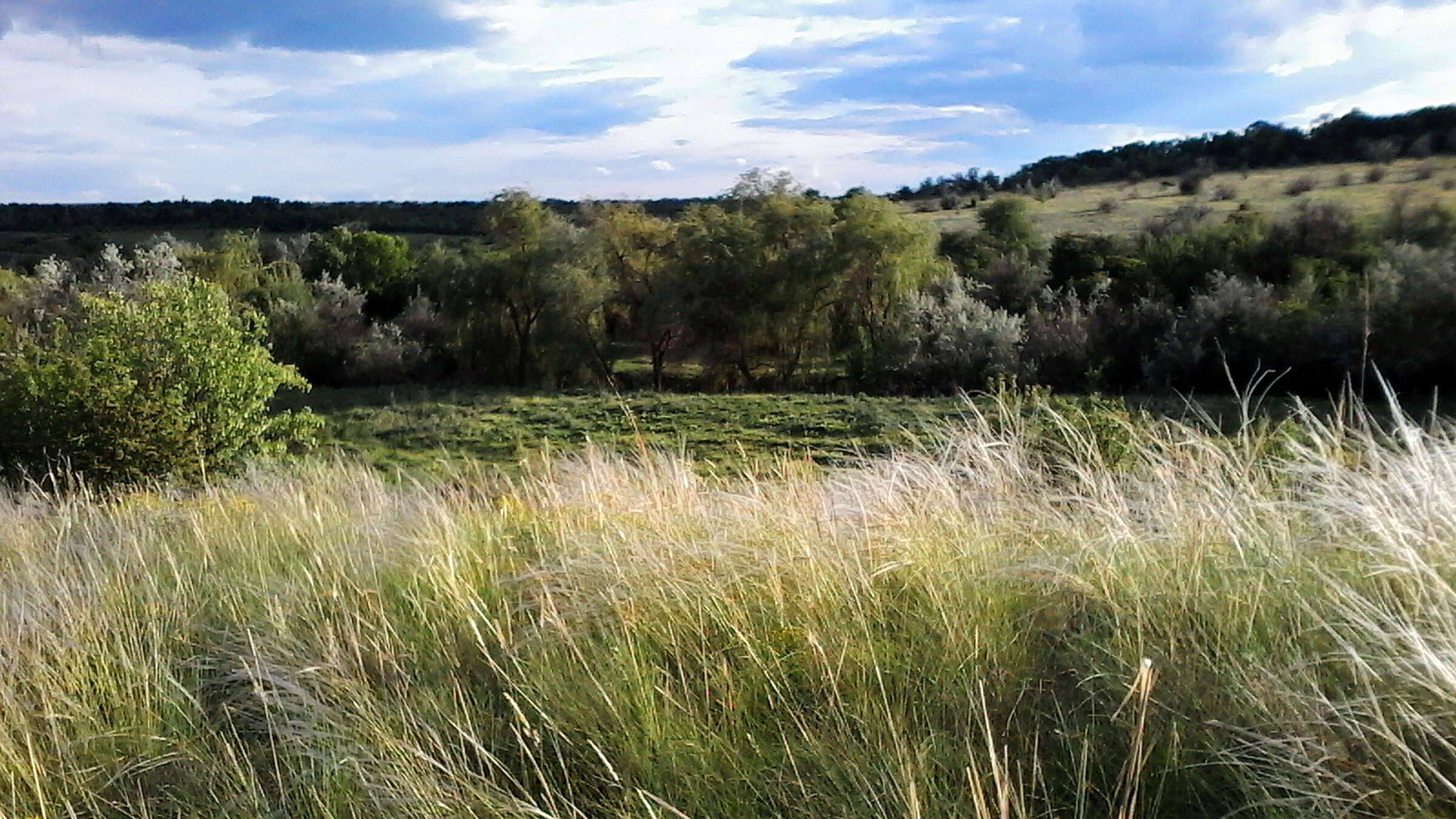 Plancia ëd Stipa lessingiana Trin. & Rupr.