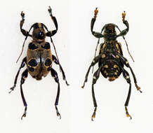 Image of Doliops octomaculata Breuning 1938