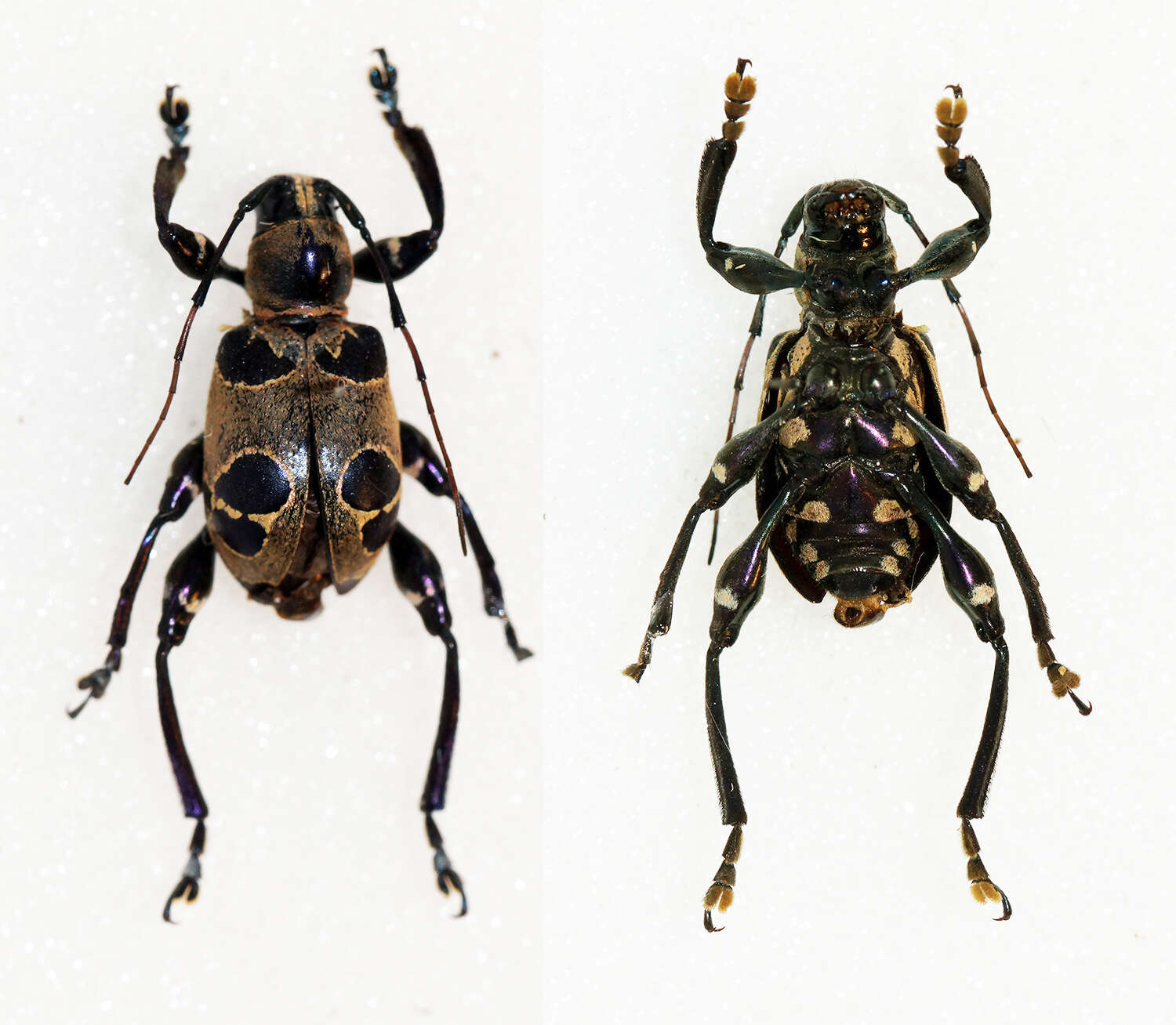 Image of Doliops octomaculata Breuning 1938