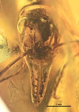 Image of Prionomyrmex