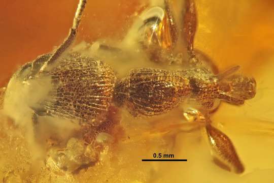 Image of Eocenomyrma Dlussky & Radchenko 2006