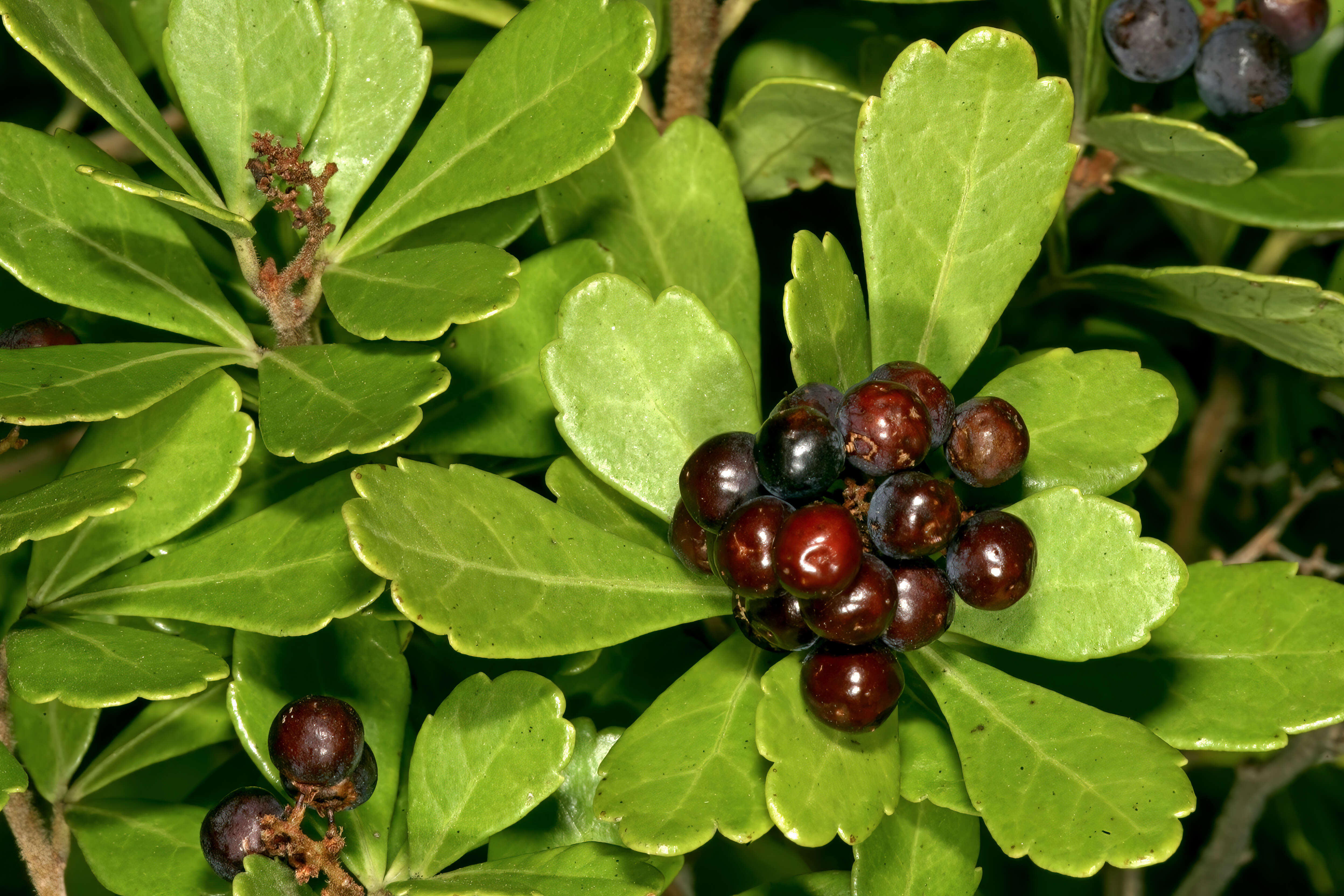 Image of Searsia crenata (Thunb.) Moffett