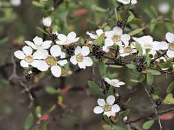 Image of Leptospermum brevipes F. Müll.