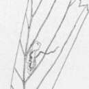 Image of Stigmella crataegifoliella (Clemens 1861) Wilkinson et al. 1979