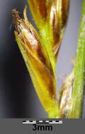 Image of Flat-sedge