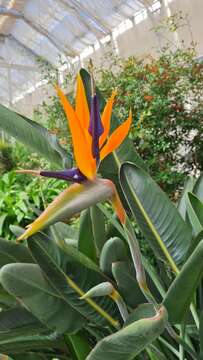 Image of Bird of paradise plant