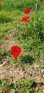 Imagem de Anemone coronaria L.