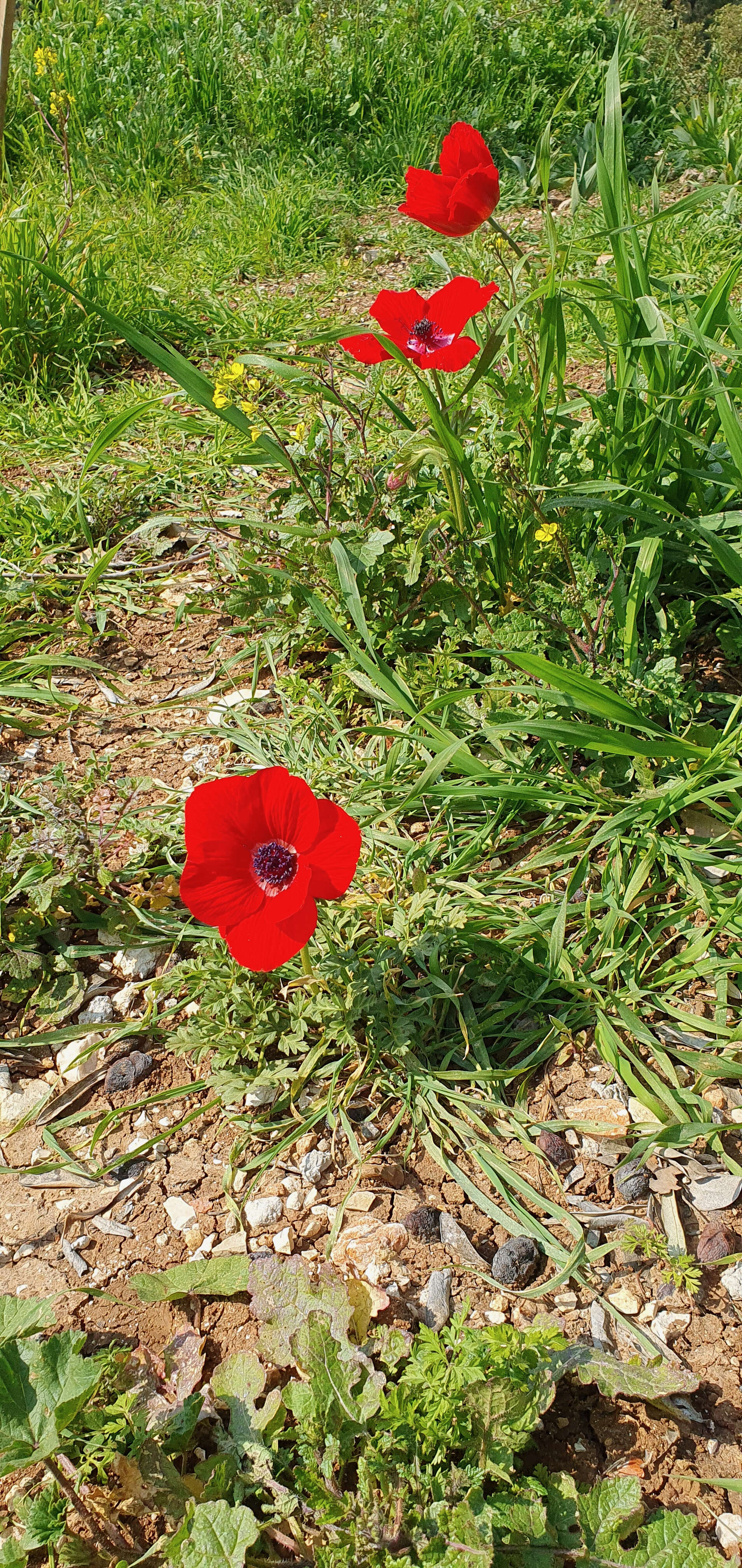 Imagem de Anemone coronaria L.