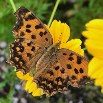 Слика од Polygonia c-aureum Linnaeus 1758