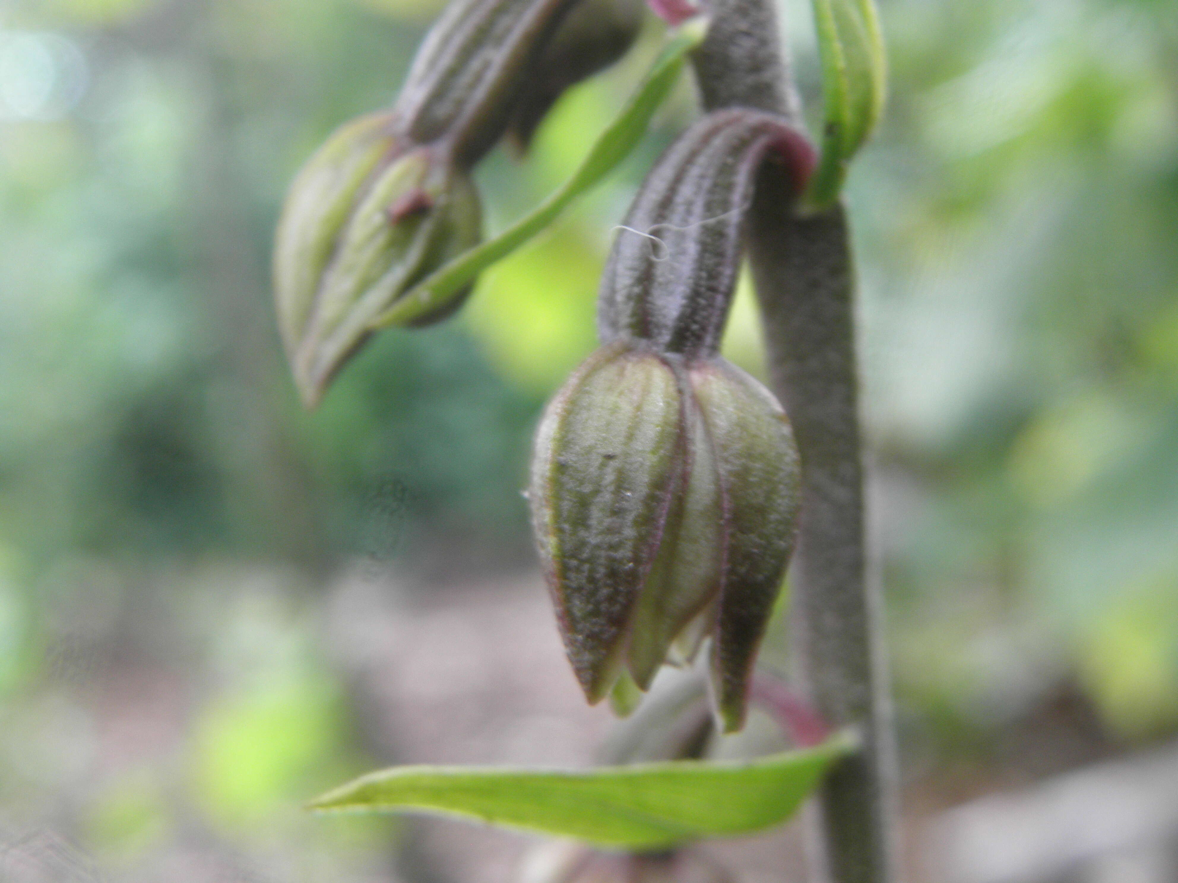 Image of Broad-leaved Helleborine