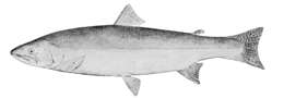 Image of Oncorhynchus clarkii clarkii