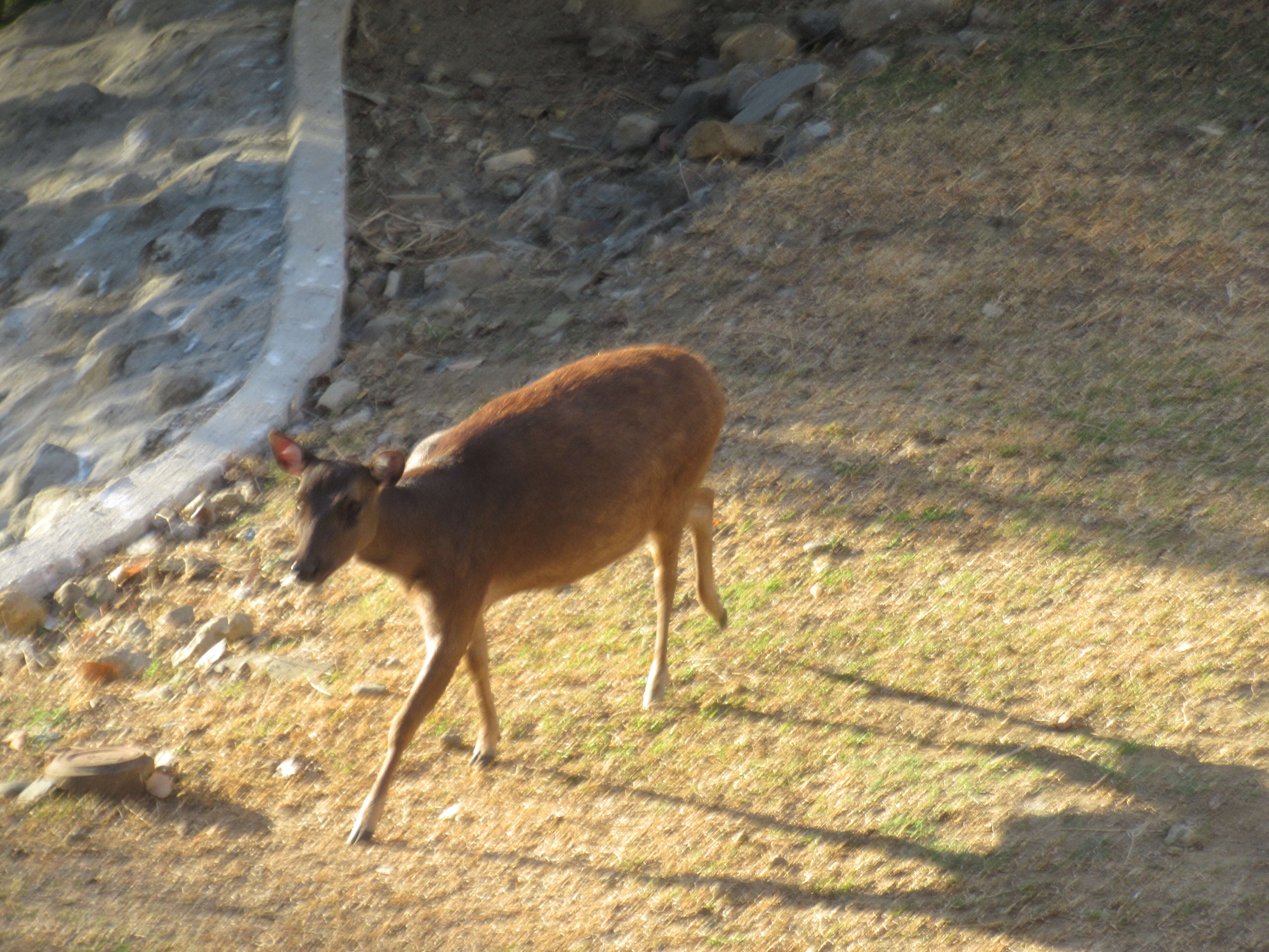 Image of Philippine Brown Deer