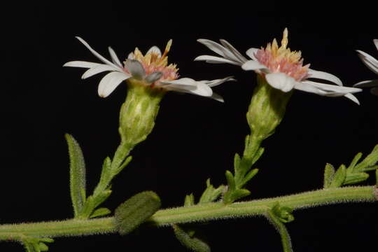 Imagem de Symphyotrichum estesii