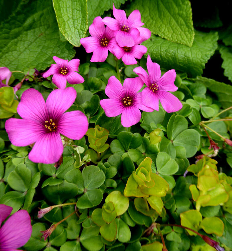 Image of Oxalis brasiliensis Lodd.