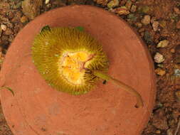 Image de Artocarpus hirsutus Lam.