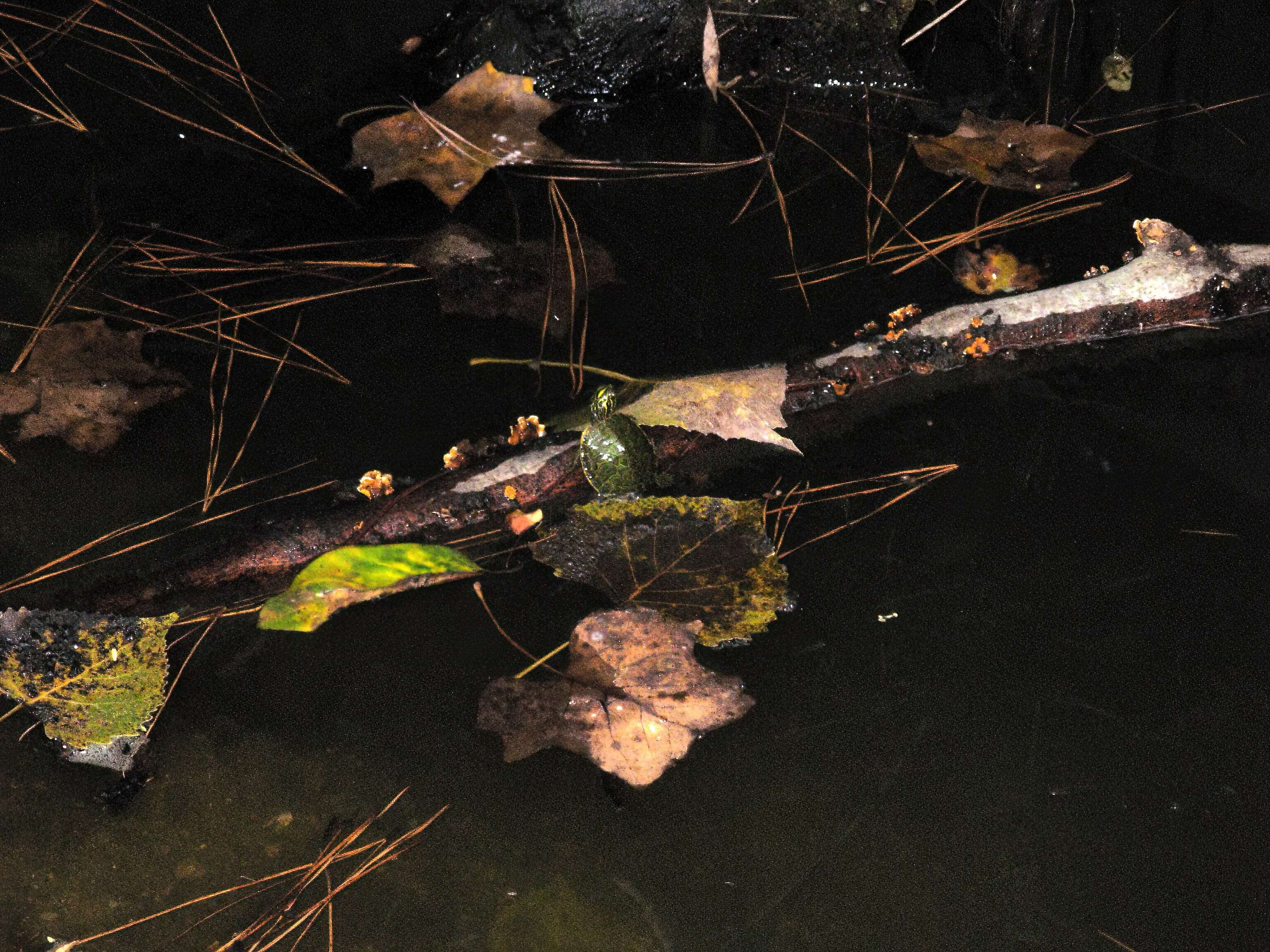 Image of American Red-bellied Turtle