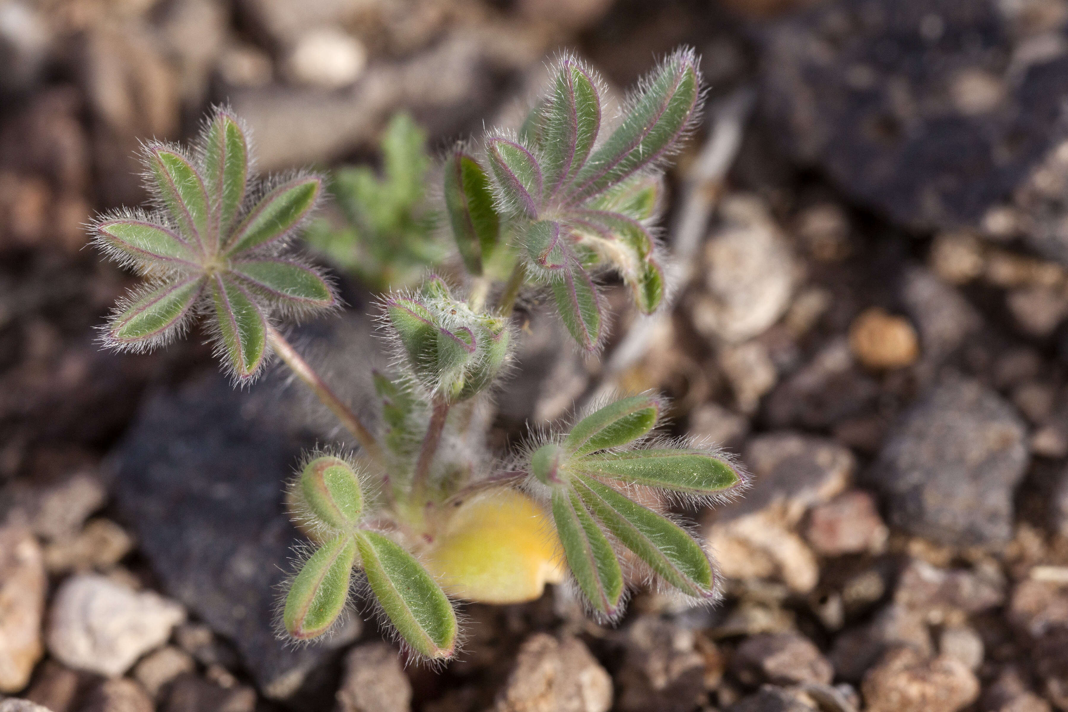 Image of shortstem lupine