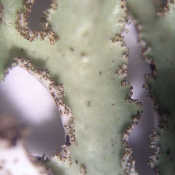 Image of Varied Rag Lichen