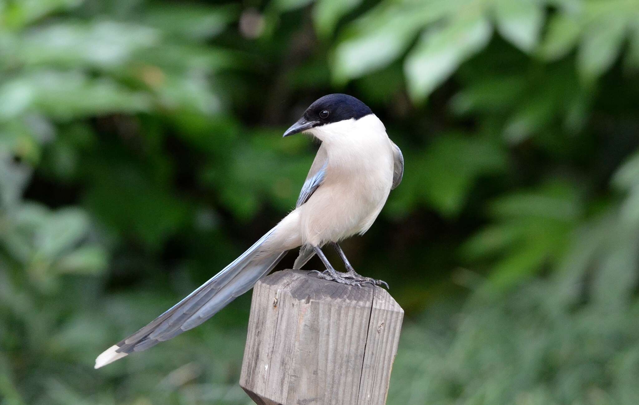 Image of Azure-winged Magpie