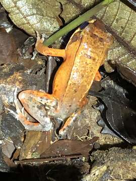 Image of Loreto White-lipped Frog