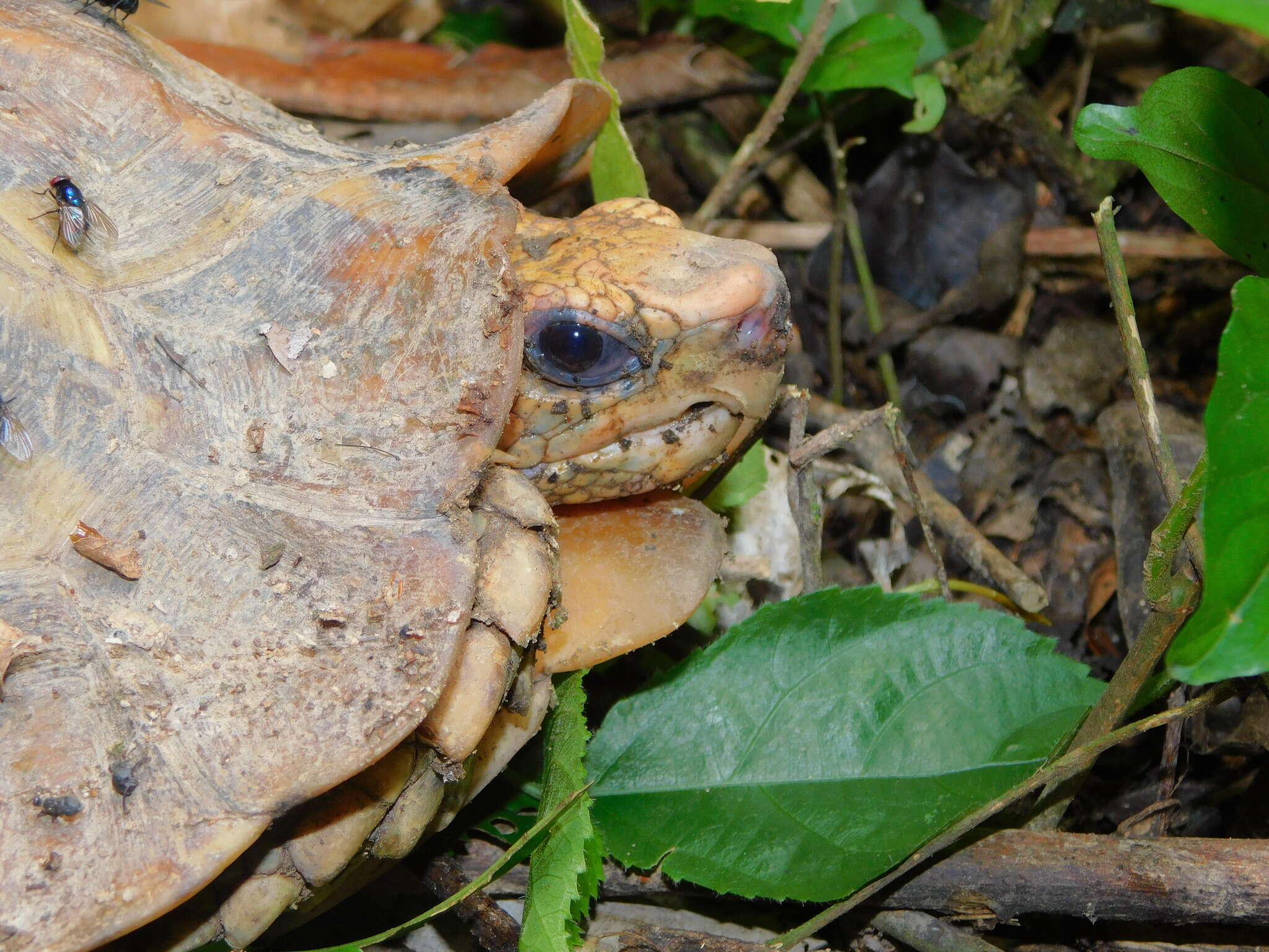 Image of Common Tortoise