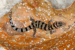 Image of Samana Least Gecko