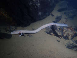 Image of Old World blind cave salamander