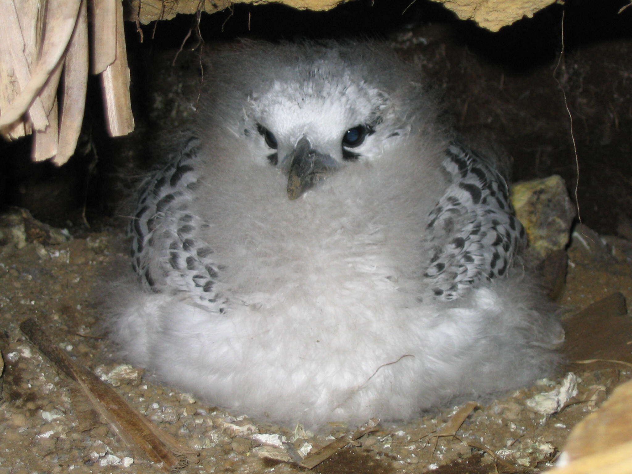 Image of Red-tailed Tropicbird