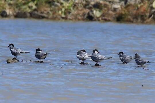 Image of Whiskered Tern