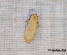 Image of buff footman