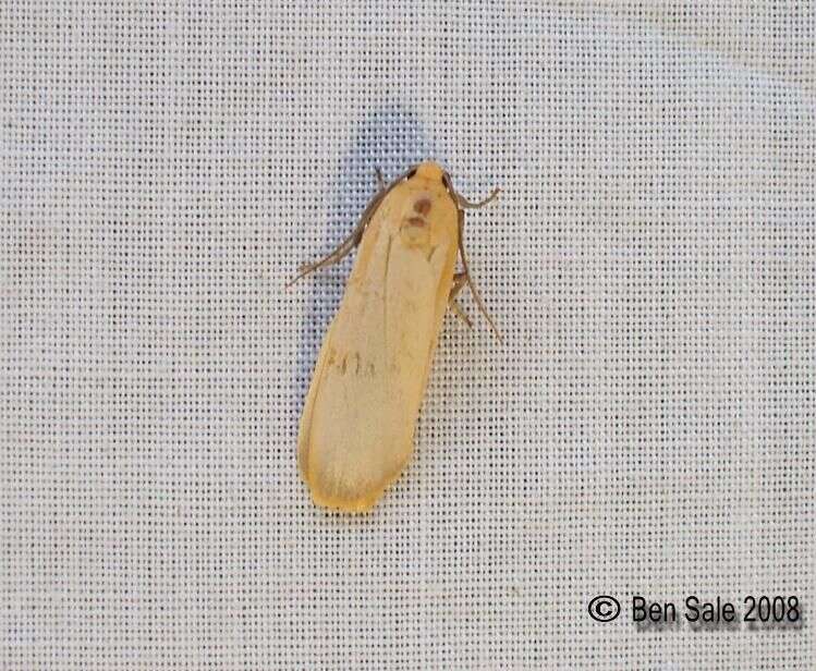 Image of buff footman