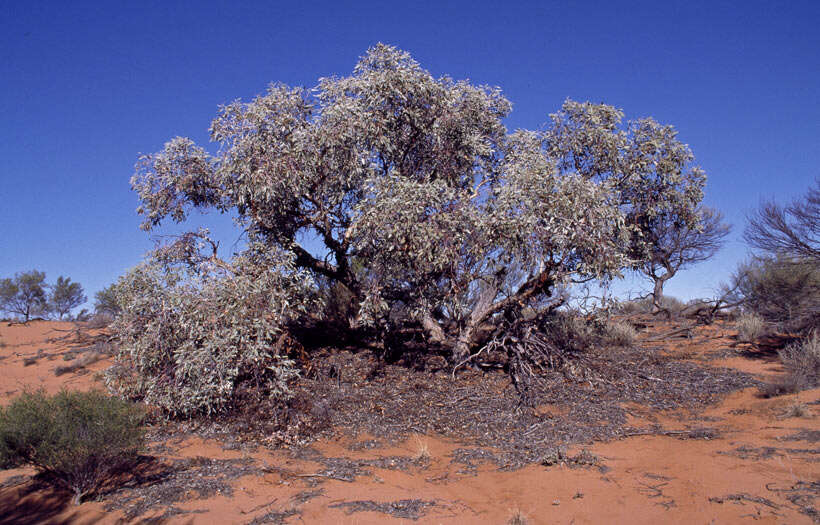 Image of Eucalyptus canescens D. Nicolle