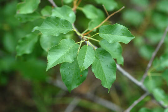 Image of Mahaleb cherry