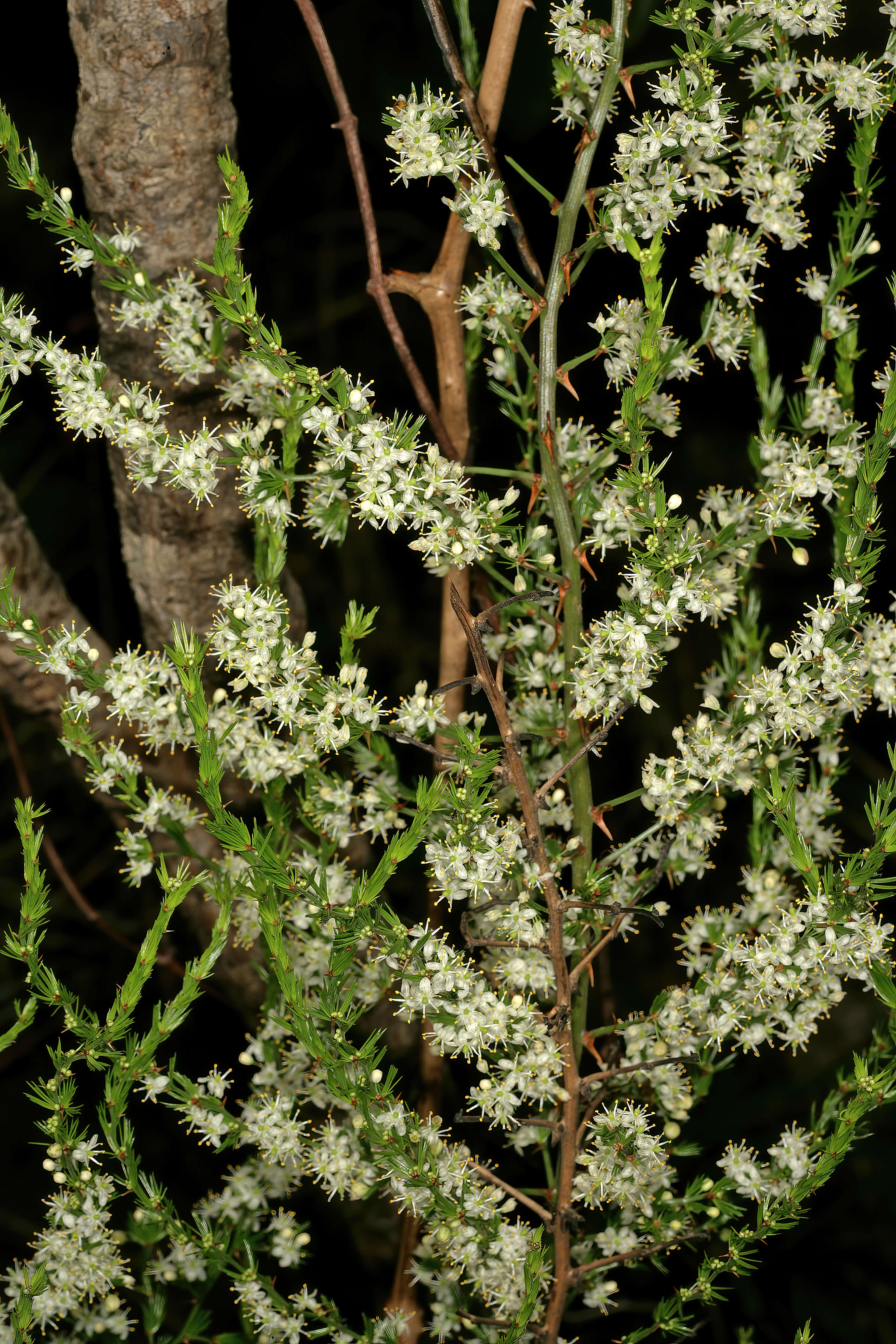 Image of African asparagus