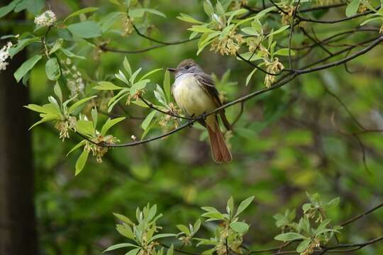 Image of Great Crested Flycatcher