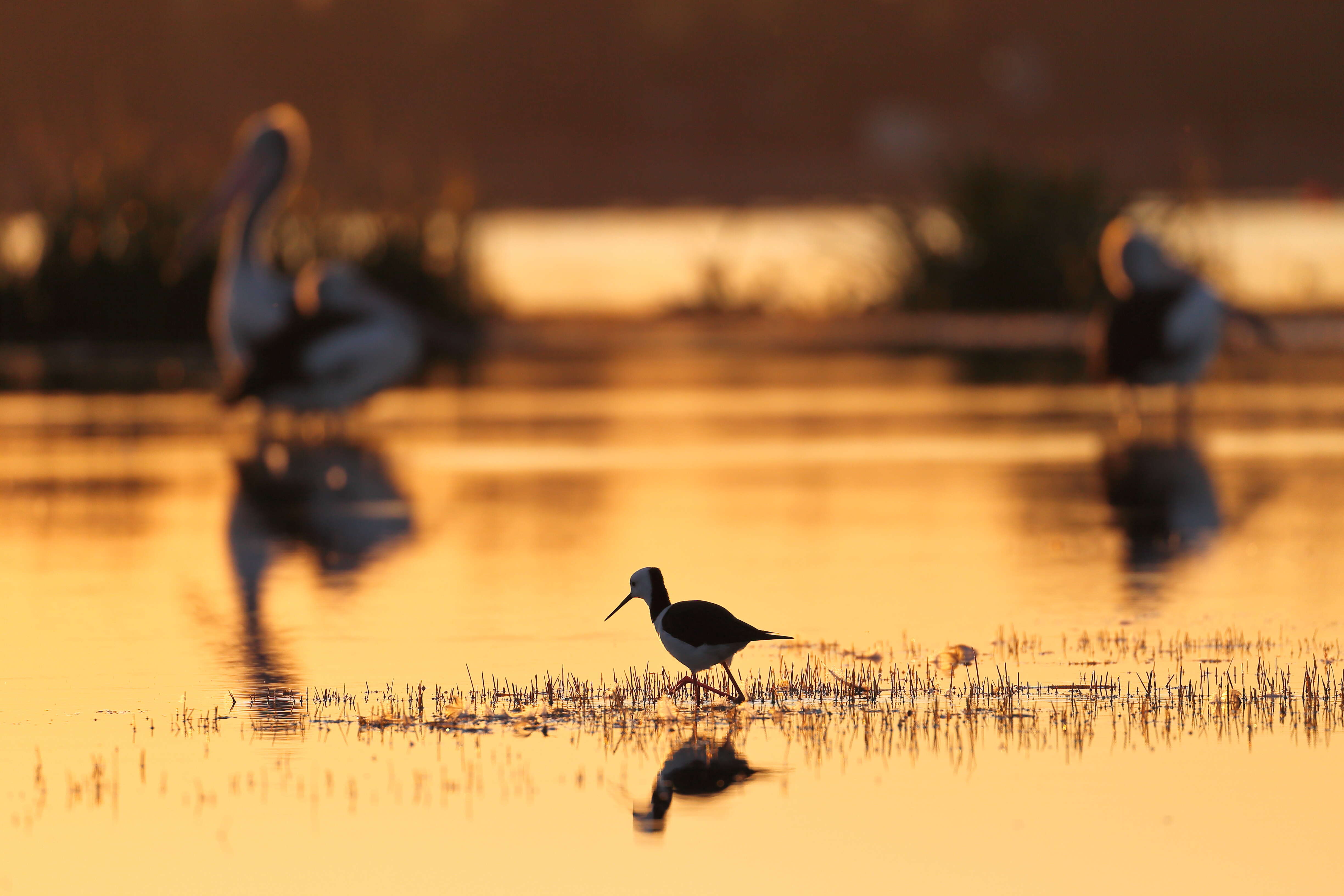 Image of Pied Stilt