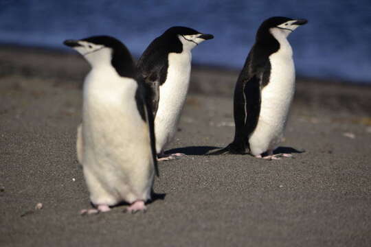 Image of Chinstrap Penguin