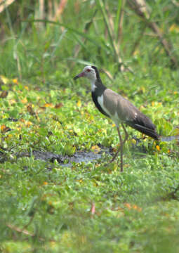 Image of Long-toed Lapwing