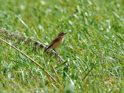 Image of Whinchat