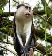 Image of Mona Guenon