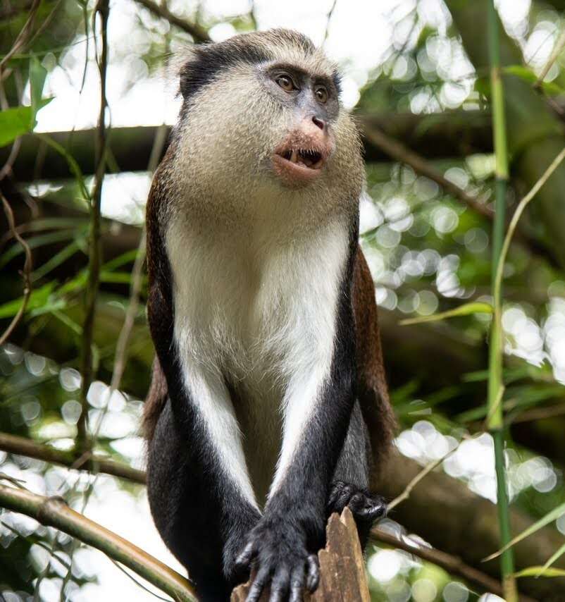 Слика од Cercopithecus mona (Schreber 1775)