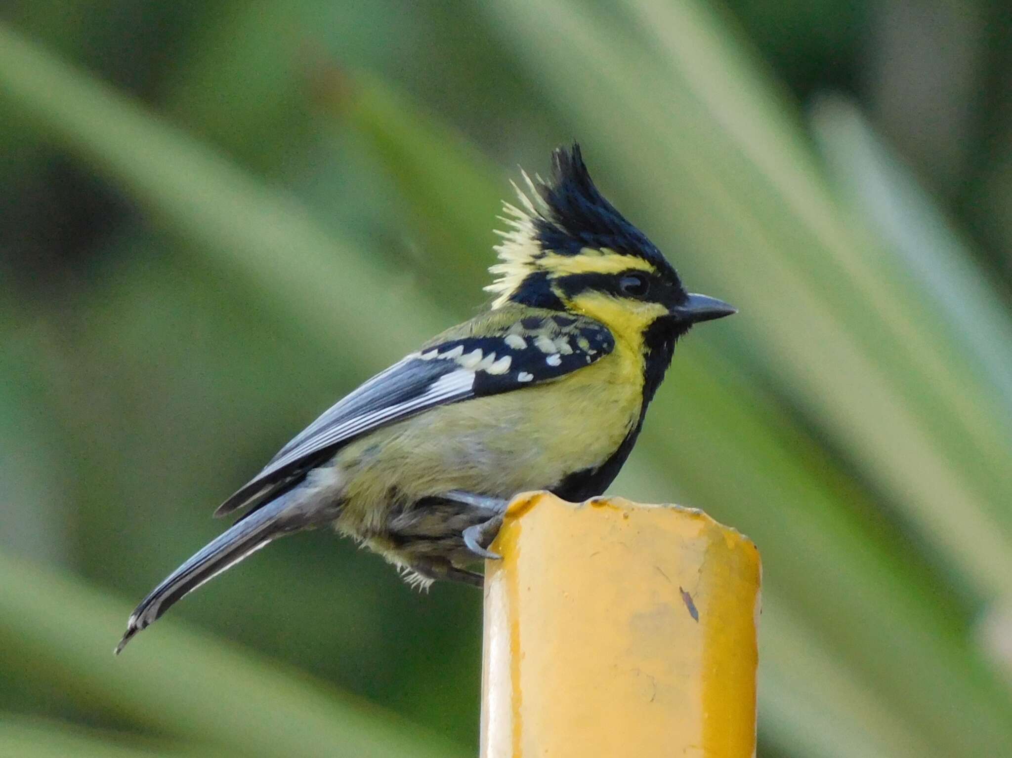 Image of Black-lored Tit