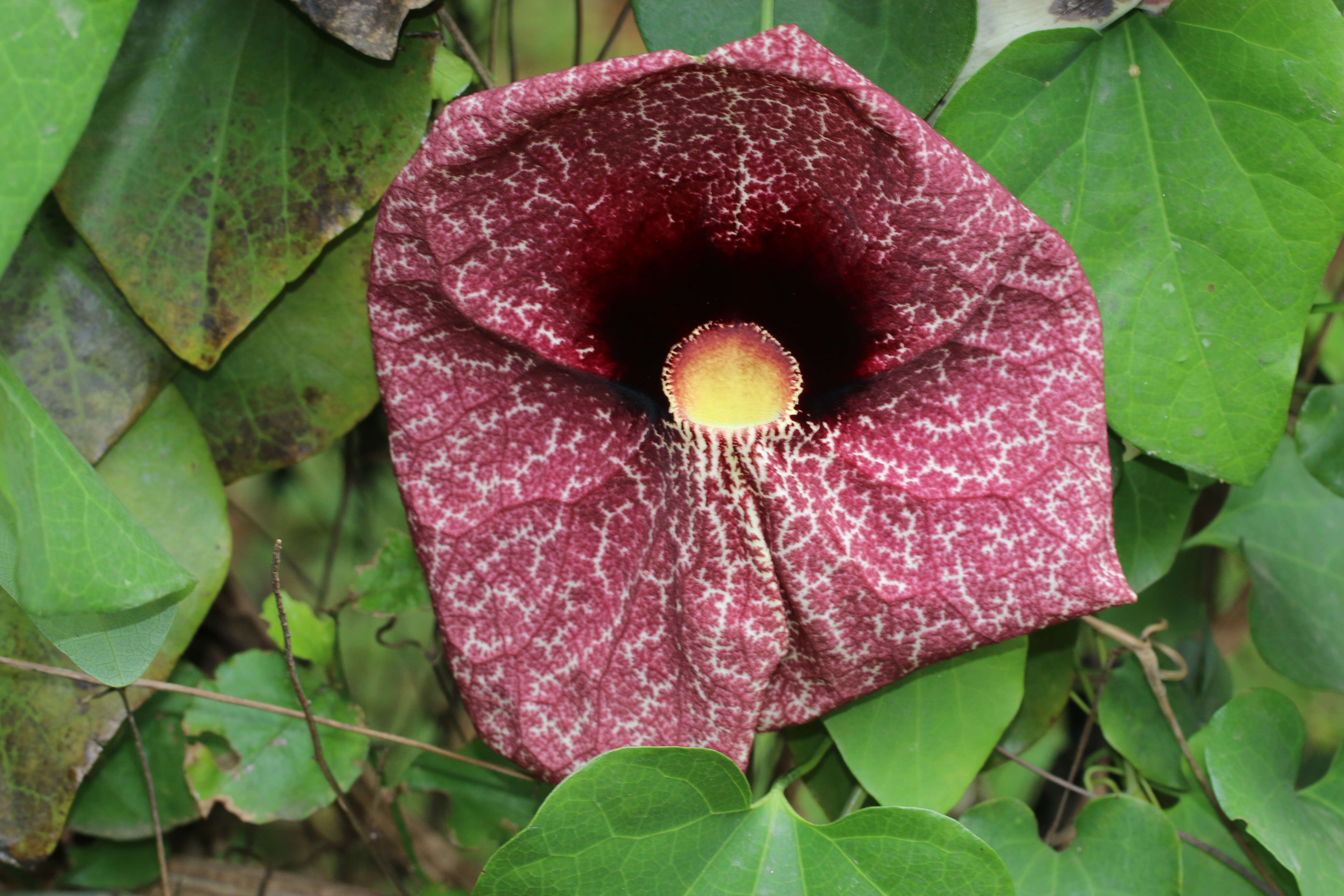 صورة Aristolochia elegans Mast.