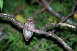 Image of Elegant Scops Owl