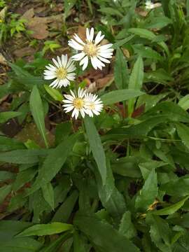 Image of Symphyotrichum schaffneri (S. D. Sundb. & A. G. Jones) G. L. Nesom