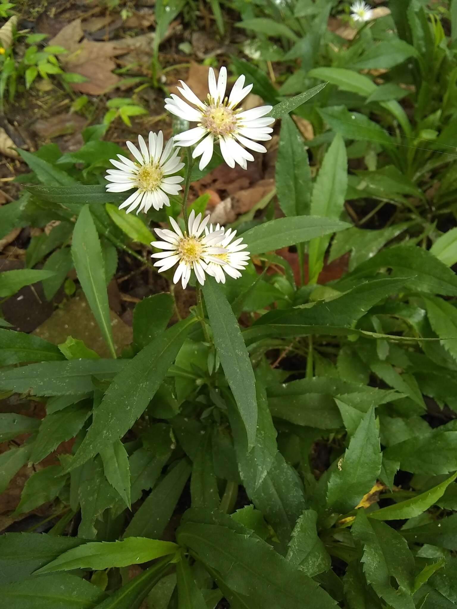 صورة Symphyotrichum schaffneri (S. D. Sundb. & A. G. Jones) G. L. Nesom