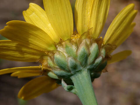 Image of corndaisy